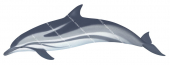 Dolphin,Striped,Stenella coeruleoalba,Roger Swainston,Animafish