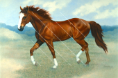 Horse,painting by R.Swainston