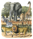 African collage Mammals,High quality Illustration by R. Swainston