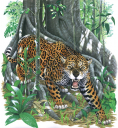 Jaguar,Panthera onca,High quality Illustration by R. Swainston