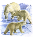 Polar Bear,Ursus maritimus,Beautiful painting by R.Swainston