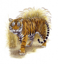 Tiger1,Panthera tigris,Beautiful painting by R.Swainston