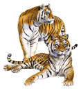 Tiger2,Panthera tigris,Beautiful painting by R.Swainston