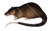 Water Rat,Hydromys chrysogaster,illustration by Roger Swainston,Anima.au