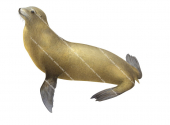 Sea Lion, Japanese,Zalophus japonicusv