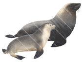 Sea Lion,Australian,Neophoca cinerea,High quality Illustration by R. Swainston
