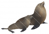 Fur Seal,New Zealand,Arctocephalus forsteri.Scientific illustration by Roger Swainston,Anima.au