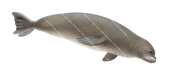 Monk Seal,West Indian,Monachus tropicalis.Scientific illustration by Roger Swainston,Anima.au