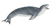 Seal,Leopard,Hydrurga leptonyx.Scientific illustration by Roger Swainston,Anima.au