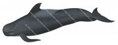Longfinned Pilot Whale,Globicephalus melas.Scientific illustration by Roger Swainston,Anima.au