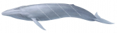 Blue Whale,Balaenoptera musculus.Scientific whale illustration by Roger Swainston