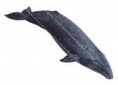 Grey Whale,Eschrichtius robustus.Scientific whale illustration by Roger Swainston