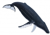 Humpback Whale,Megaptera novacangliae.Scientific fish illustration by Roger Swainston
