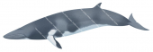 Minke Whale,Balaenoptera acutorostrata,High quality Illustration by R. Swainston