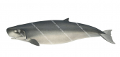 Pygmy Sperm Whale,Kogia breviceps.Scientific fish illustration by Roger Swainston