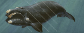 Southern Right Whale,Eubalaena australis,marine art by Roger Swainston