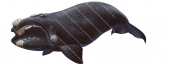 Swimming Southern Right Whale,Eubalaena australis, illustration by Roger Swainston