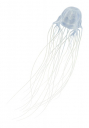Box Jellyfish,Chironex fleckeri.Scientific illustration by Roger Swainston,Anima.au