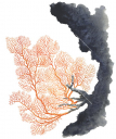 Gorgonian,gorgonacea.Scientific illustration by Roger Swainston,Anima.au
