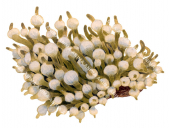 Bulb Tentacled Anemone,Entacmea quadricolor.Scientific illustration by Roger Swainston,Anima.au