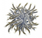 Anemone,Euphyllia sp.Scientific illustration by Roger Swainston,Anima.au