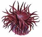 Swimming Anemone,Phylyctenanthus australis,.Scientific illustration by Roger Swainston,Anima.au
