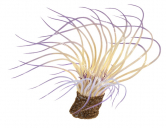 Anemone,Tube,Pachycerianthus sp.,Roger Swainston,Animafish
