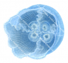 Moon Jellyfish,Aurelia aurita.Scientific illustration by Roger Swainston,Anima.au