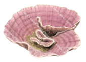 Coral,Cabbage,Montipora capricornis.Scientific illustration by Roger Swainston,Anima.au