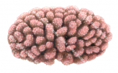 Coral,Pocillopora verrucosa,.Scientific illustration by Roger Swainston,Anima.au