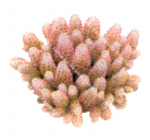 Coral,Acropora gemmifera.Scientific illustration by Roger Swainston,Anima.au