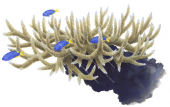 Acropora Coral and Damselfish.Scientific illustration by Roger Swainston,Anima.au