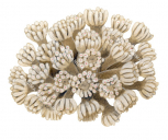 Coral,Goniopora tenuidens.Scientific illustration by Roger Swainston,Anima.au