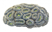 Coral,Lobophyllia hemprichti.Scientific illustration by Roger Swainston,Anima.au