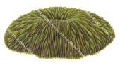 Coral,Mushroom,Fungia sp.Scientific illustration by Roger Swainston,Anima.au