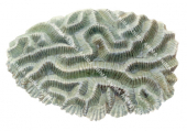 Coral,Oulophyllia crispa.Scientific illustration by Roger Swainston,Anima.au