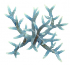 Staghorn Coral,Acropora nobilis.Scientific illustration by Roger Swainston,Anima.au