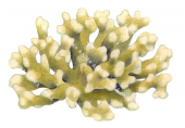 Coral,Stylophora pistillata.Scientific illustration by Roger Swainston,Anima.au