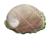 Greenlip Abalone,Haliotis laevigata,Roger Swainston,Animafish