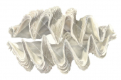 Giant Clam,Tridacna sp.nov,Roger Swainston,Animafish