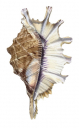 Spider Conch,Lambis cristata,Roger Swainston,Animafish