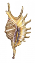 Conch Spider,Lambis digitata.Scientific illustration by Roger Swainston,Anima.au