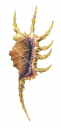 Scorpion Conch,Lambis scorpius,Roger Swainston,Animafish