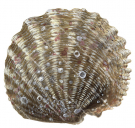 Blacklip Pearl Oyster,Pinctada margaritifer,.Scientific illustration by Roger Swainston,Anima.au