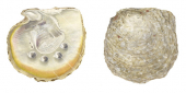 Goldlip Pearl Oyster,Pinctada maxima.Scientific illustration by Roger Swainston,Anima.au
