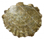 Native Oyster,Ostrea angasi.Scientific illustration by Roger Swainston,Anima.au