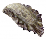 Pacific Oyster,Magallana gigas,Roger Swainston,Animafish