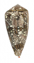 Textile Cone Shell,Conus canonicus.Scientific illustration by Roger Swainston,Anima.au