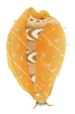Zigzag Cowrie,Cypraea ziczac,Find premium detailed illustration by Roger Swainston