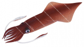 Speartip Squid,Loligo edulis,Roger Swainston,Animafish